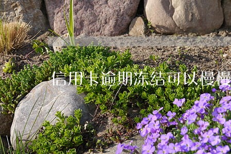 信用卡逾期冻结可以慢慢还吗