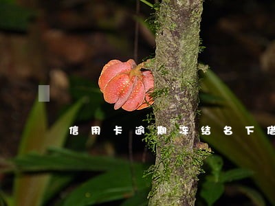信用卡逾期冻结名下借记卡