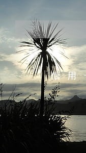信用卡逾期冻结名下所有财产