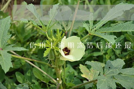 信用卡逾期冻结后能还最低吗 信用卡逾期冻结后能还最低吗