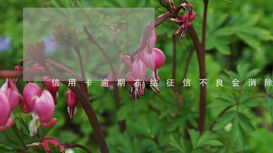信用卡逾期冻结征信不良会消除吗 信用卡逾期冻结征信不良会消除吗