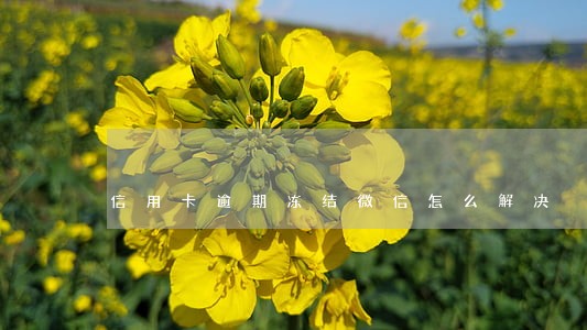 信用卡逾期冻结微信怎么解决 信用卡逾期冻结微信怎么解决