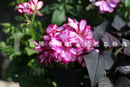 信用卡逾期冻结怎么协商还本金 信用卡逾期冻结怎么协商还本金
