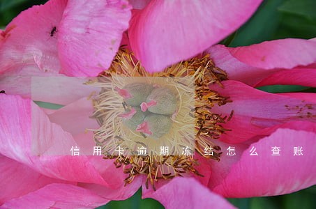 信用卡逾期冻结怎么查账单 信用卡逾期冻结怎么查账单