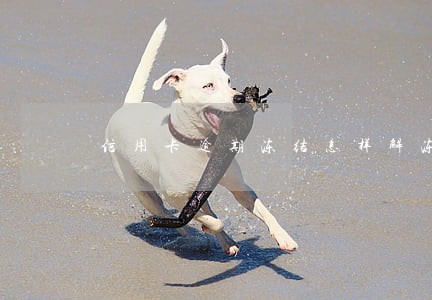 信用卡逾期冻结怎样解冻 信用卡逾期冻结怎样解冻