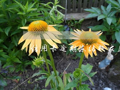 信用卡逾期冻结找家属 信用卡逾期冻结找家属