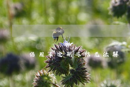 信用卡逾期冻结无法解 信用卡逾期冻结无法解