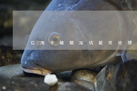 信用卡逾期冻结最佳处理办法