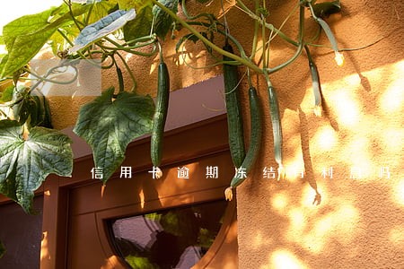 信用卡逾期冻结有利息吗 信用卡逾期冻结有利息吗