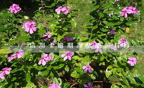 信用卡逾期冻结能解封吗 信用卡逾期冻结能解封吗