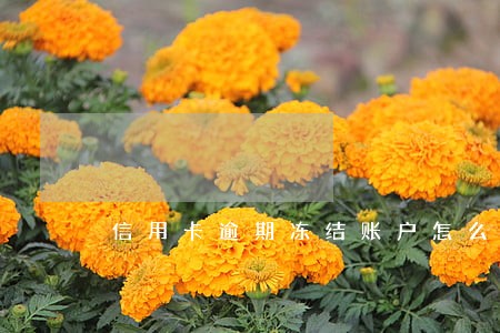 信用卡逾期冻结账户怎么办 信用卡逾期冻结账户怎么办