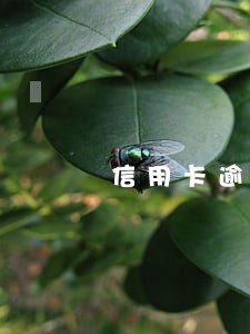 信用卡逾期冻结还会有利息吗 信用卡逾期冻结还会有利息吗