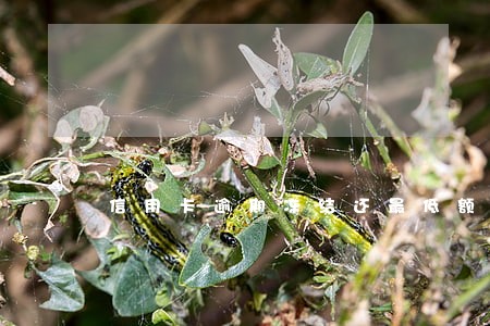 信用卡逾期冻结还最低额度 信用卡逾期冻结还最低额度