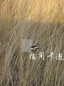 信用卡逾期冻结还有办法解冻吗 信用卡逾期冻结还有办法解冻吗