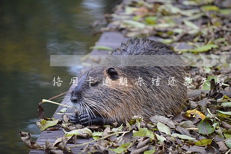 信用卡逾期冻结还款失败