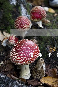 信用卡逾期冻结还款还能用吗 信用卡逾期冻结还款还能用吗