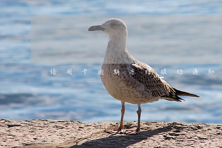 信用卡逾期冻结银行通知吗