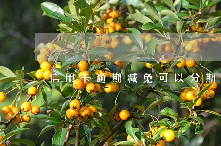 信用卡逾期减免可以分期吗 信用卡逾期减免可以分期吗