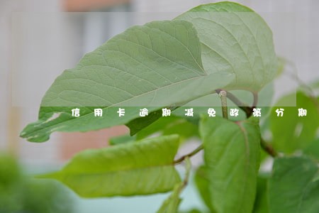 信用卡逾期减免政策分期条件 信用卡逾期减免政策分期条件