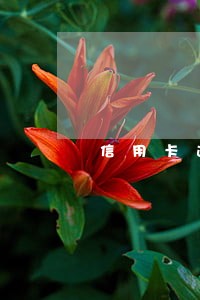 信用卡逾期减免政策有哪些
