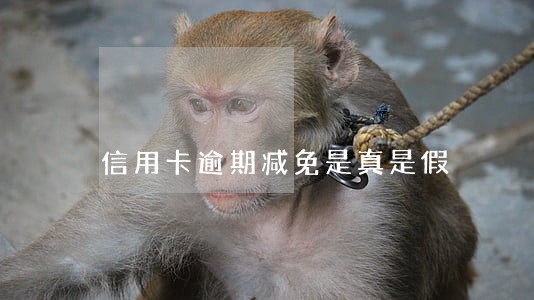 信用卡逾期减免是真是假 信用卡逾期减免是真是假