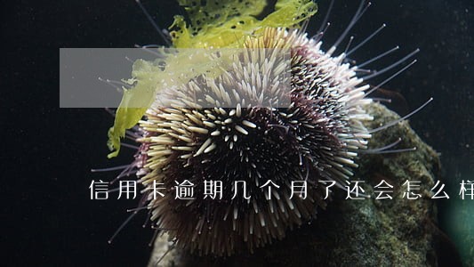 信用卡逾期几个月了还会怎么样 信用卡逾期几个月了还会怎么样