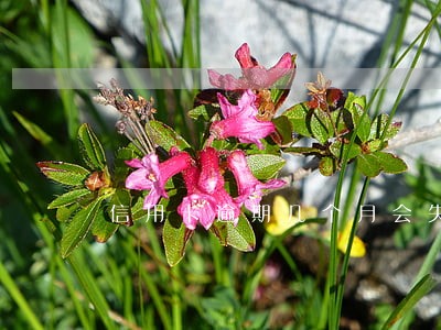 信用卡逾期几个月会失信 信用卡逾期几个月会失信