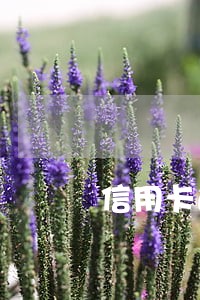 信用卡逾期几个月会封卡 信用卡逾期几个月会封卡