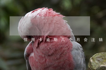 信用卡逾期几个月会注销 信用卡逾期几个月会注销