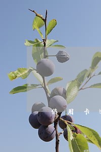 信用卡逾期几个月会被拘留 信用卡逾期几个月会被拘留