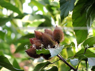 信用卡逾期几个月停用 信用卡逾期几个月停用