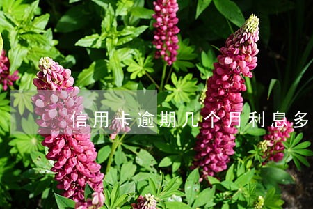 信用卡逾期几个月利息多少 信用卡逾期几个月利息多少