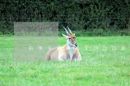 信用卡逾期几个月没钱还