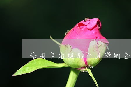 信用卡逾期几个月滞纳金停止 信用卡逾期几个月滞纳金停止