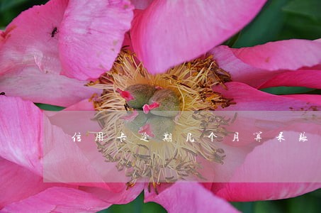 信用卡逾期几个月算呆账 信用卡逾期几个月算呆账