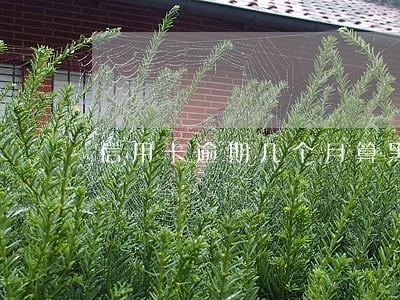 信用卡逾期几个月算黑名单 信用卡逾期几个月算黑名单