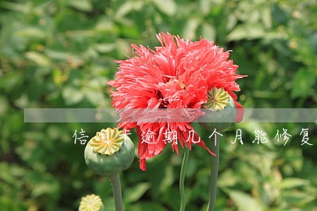 信用卡逾期几个月能修复 信用卡逾期几个月能修复