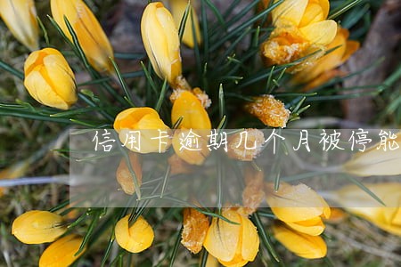 信用卡逾期几个月被停能恢复吗 信用卡逾期几个月被停能恢复吗