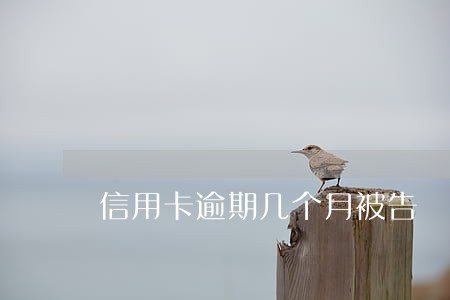 信用卡逾期几个月被告