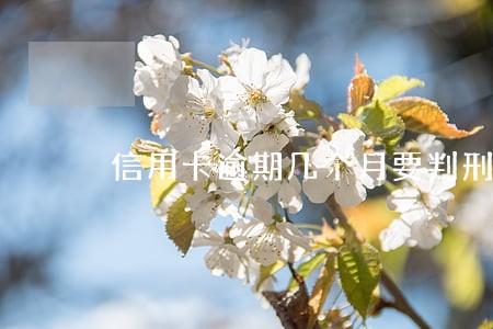 信用卡逾期几个月要判刑吗 信用卡逾期几个月要判刑吗