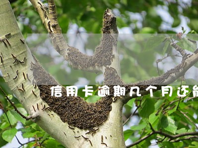信用卡逾期几个月还能激活么