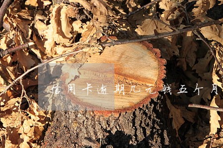 信用卡逾期几元钱五个月 信用卡逾期几元钱五个月