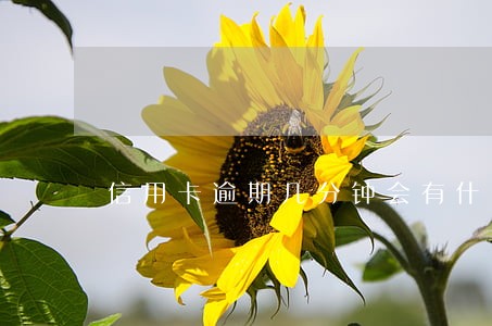 信用卡逾期几分钟会有什么影响 信用卡逾期几分钟会有什么影响