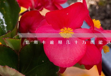 信用卡逾期几十万还能活吗 信用卡逾期几十万还能活吗