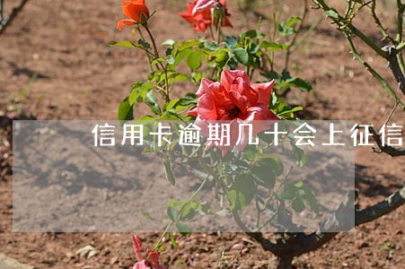 信用卡逾期几十会上征信吗 信用卡逾期几十会上征信吗