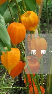 信用卡逾期几十块钱不知道