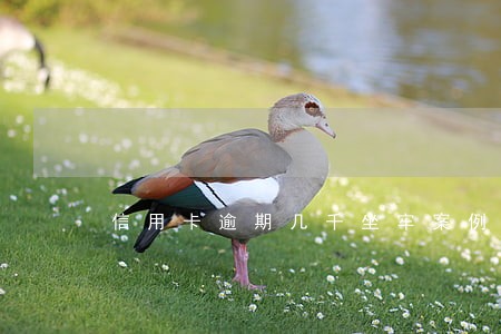 信用卡逾期几千坐牢案例