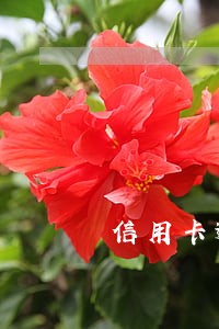 信用卡逾期几块钱90天 信用卡逾期几块钱90天