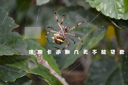 信用卡逾期几天不能贷款 信用卡逾期几天不能贷款