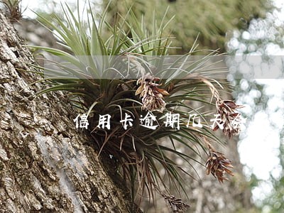 信用卡逾期几天会不会有影响 信用卡逾期几天会不会有影响
